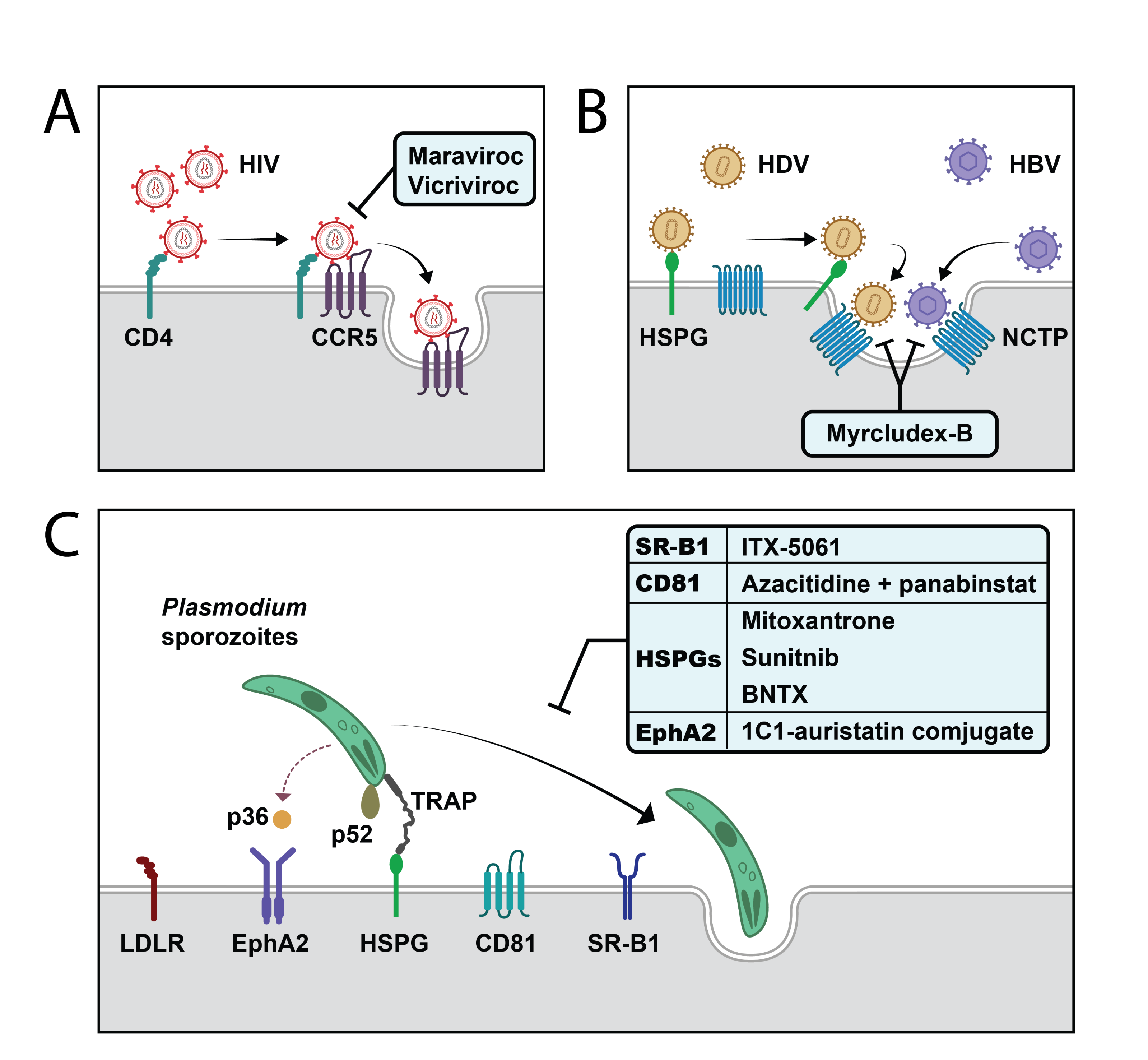 gallery/fig1_corrected_inverted2_2-01